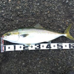 アジ釣り～飲ませ釣りまで順調